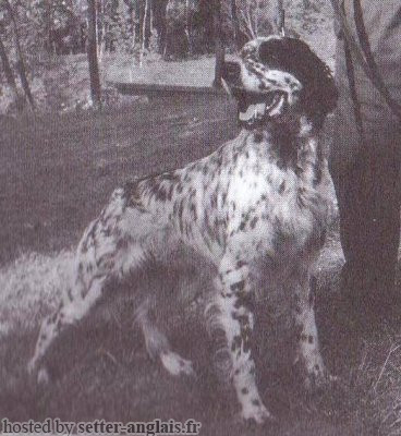 Setter Anglais KLIF DEL BOCIA Setter Anglais KLIF DEL BOCIA